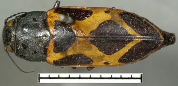 Media type: image;   Entomology 2675 Aspect: habitus dorsal view